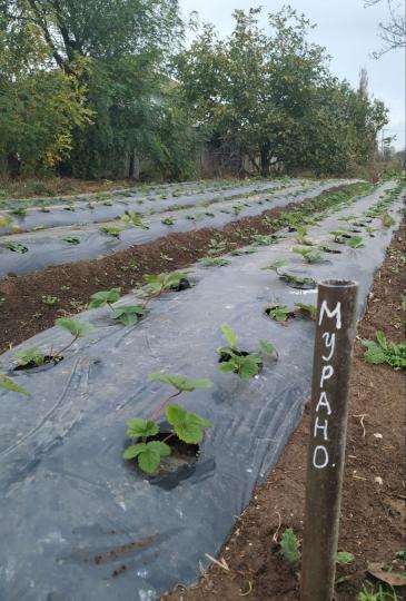 Клубника "МУРАНО" ремонтантная (6 шт.)